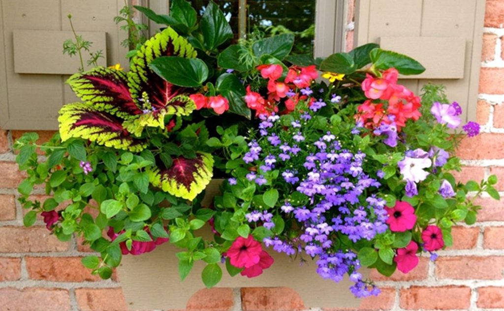 Best Tips For Hanging Flower Pot – Decor Plan